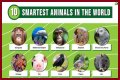 Unveiling The World's Dimmest: Discoveries In Animal Intelligence